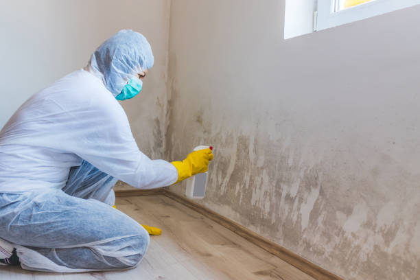 Licensed Basement Mold Remediation service in Oxford, GA - WQB Mold Removal