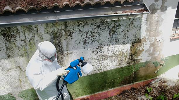 Top rated local Basement Mold Remediation specialists in Oxford, GA